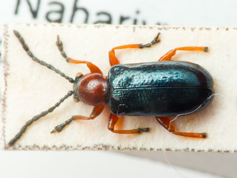 Oulema melanopus_complex